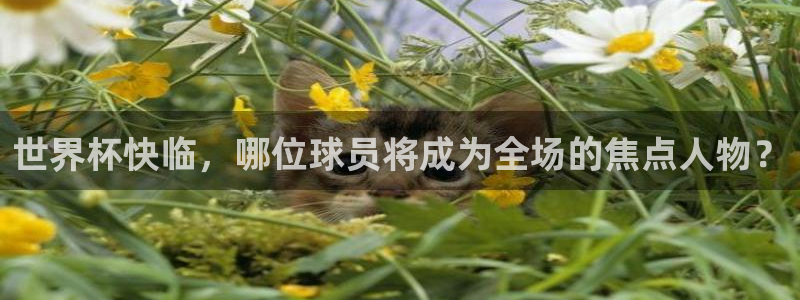 世界杯亚洲区预选赛:世界杯快临,哪位球员将成为全场的焦点人物?